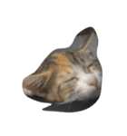 Catywow（個別スタンプ：4）