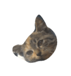 Catywow（個別スタンプ：5）