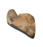 Catywow（個別スタンプ：6）