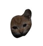 Catywow（個別スタンプ：7）
