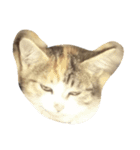 Catywow（個別スタンプ：8）