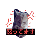 ちょびすけ2（個別スタンプ：2）