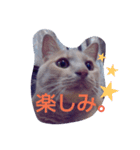 ちょびすけ2（個別スタンプ：3）