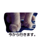 ちょびすけ2（個別スタンプ：5）