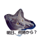 ちょびすけ2（個別スタンプ：6）
