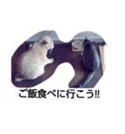 ちょびすけ2（個別スタンプ：9）