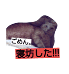 ちょびすけ2（個別スタンプ：11）