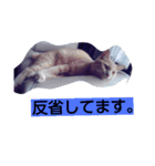 ちょびすけ2（個別スタンプ：12）