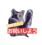 ちょびすけ2（個別スタンプ：13）