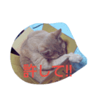 ちょびすけ2（個別スタンプ：15）