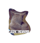 ちょびすけ2（個別スタンプ：16）