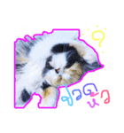 cat01（個別スタンプ：1）
