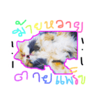 cat01（個別スタンプ：2）