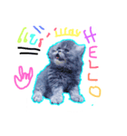 cat01（個別スタンプ：4）