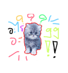 cat01（個別スタンプ：5）
