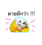 cat01（個別スタンプ：8）