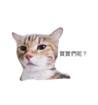 babyboyy（個別スタンプ：16）