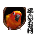 Sun conure couple, Mango and Kiwi！（個別スタンプ：1）