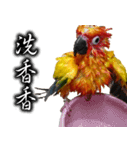 Sun conure couple, Mango and Kiwi！（個別スタンプ：2）