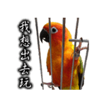 Sun conure couple, Mango and Kiwi！（個別スタンプ：3）