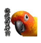 Sun conure couple, Mango and Kiwi！（個別スタンプ：4）