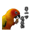 Sun conure couple, Mango and Kiwi！（個別スタンプ：5）