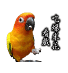 Sun conure couple, Mango and Kiwi！（個別スタンプ：6）