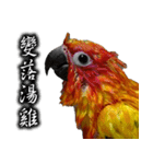 Sun conure couple, Mango and Kiwi！（個別スタンプ：7）