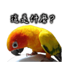 Sun conure couple, Mango and Kiwi！（個別スタンプ：8）