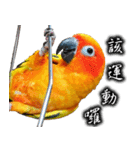 Sun conure couple, Mango and Kiwi！（個別スタンプ：9）