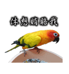 Sun conure couple, Mango and Kiwi！（個別スタンプ：10）