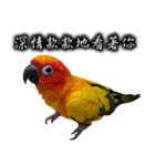 Sun conure couple, Mango and Kiwi！（個別スタンプ：11）