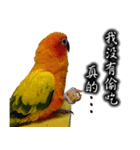 Sun conure couple, Mango and Kiwi！（個別スタンプ：13）