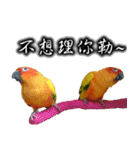 Sun conure couple, Mango and Kiwi！（個別スタンプ：14）