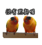 Sun conure couple, Mango and Kiwi！（個別スタンプ：15）