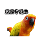 Sun conure couple, Mango and Kiwi！（個別スタンプ：16）