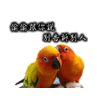 Sun conure couple, Mango and Kiwi！（個別スタンプ：18）