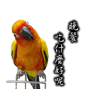 Sun conure couple, Mango and Kiwi！（個別スタンプ：19）