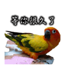 Sun conure couple, Mango and Kiwi！（個別スタンプ：21）