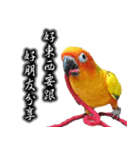 Sun conure couple, Mango and Kiwi！（個別スタンプ：22）