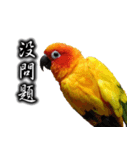 Sun conure couple, Mango and Kiwi！（個別スタンプ：23）