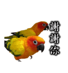 Sun conure couple, Mango and Kiwi！（個別スタンプ：24）