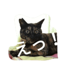 にゃんこの一枚（個別スタンプ：1）