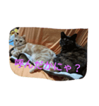 にゃんこの一枚（個別スタンプ：4）
