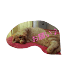 にゃんこの一枚（個別スタンプ：5）