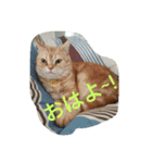にゃんこの一枚（個別スタンプ：8）