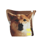 Dopishiba（個別スタンプ：4）