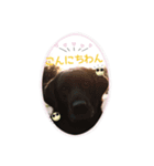 黒ラブです（個別スタンプ：1）
