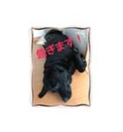 黒ラブです（個別スタンプ：7）