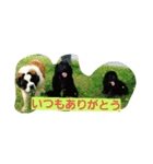 ROYAL ROAD6（個別スタンプ：7）